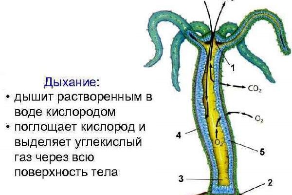 Кракен даркнет ссылка зеркало